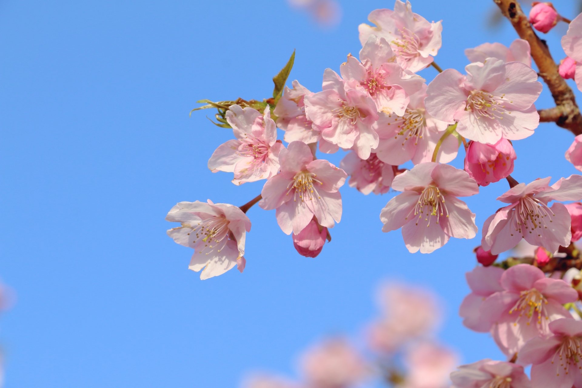 桜